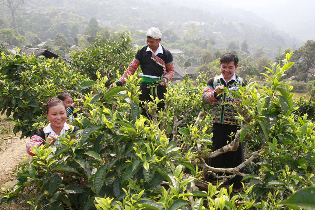 Văn Chấn thúc đẩy việc đưa các sản phẩm chủ lực của huyện lên sàn thương mại điện tử