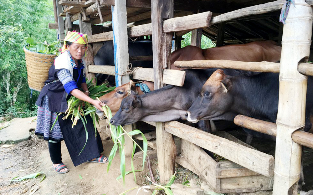 Ngân hàng Chính sách xã hội Yên Bái tăng dư nợ gần 100 tỉ đồng so với đầu năm